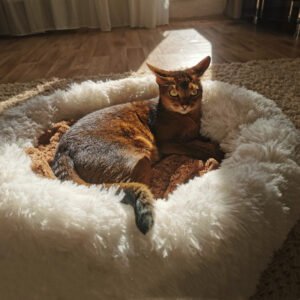 Super Soft Dog Bed Plush Cat Mat Dog Beds For Large Dogs Bed Labradors House Round Cushion Pet Product Accessories 2